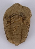 Moroccan Fossil Trilobite