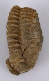 Moroccan Fossil Trilobite