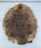 Montana Taxidermy Beaver Fur Pelt