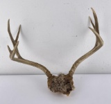 Montana Mule Deer Horns Taxidermy