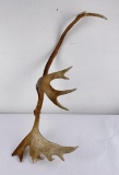 Woodland Caribou Taxidermy Shed Horn