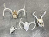 Group of Montana Whitetail Deer Antler Horns