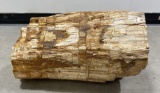 Massive 155 Pound Petrified Wood Tree Trunk