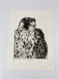 Peregrine Falcon Etching