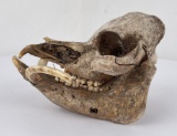 Antique Wild Boar Skull