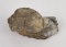 Fossil Dinosaur Vertebrae