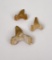Lot of Fossil Shark Teeth