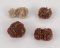 Aragonite Flower Clusters