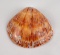 Polished Spiny Oyster Shell