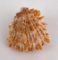 Spiny Oyster Sea Shell
