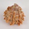 Spiny Oyster Sea Shell