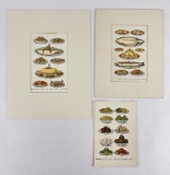 Mrs Beeton's Every Day Cookery Prints
