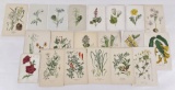 Collection of Antique Flower Prints