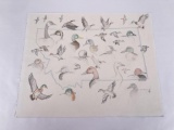 Rob Randall Montana Duck Drawing