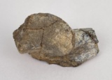 Fossil Dinosaur Vertebrae