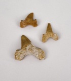 Lot of Fossil Shark Teeth