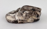 Wyoming Petrified Wood