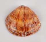 Polished Spiny Oyster Shell