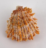 Spiny Oyster Sea Shell
