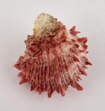 Spiny Oyster Sea Shell