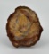 Arizona Rainbow Petrified Wood Slab