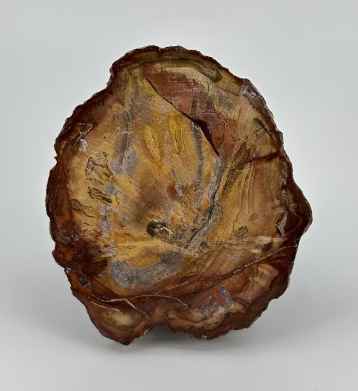 Arizona Rainbow Petrified Wood Slab