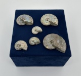 Collection of Fossil Ammonites