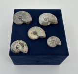 Collection of Fossil Ammonites