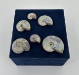 Collection of Fossil Ammonites