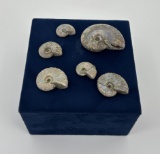 Collection of Fossil Ammonites