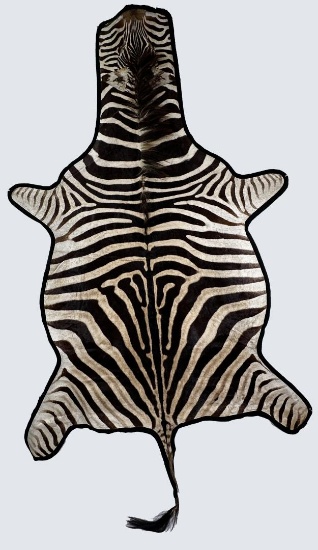 Very Large Taxidermy Felted African Zebra Rug