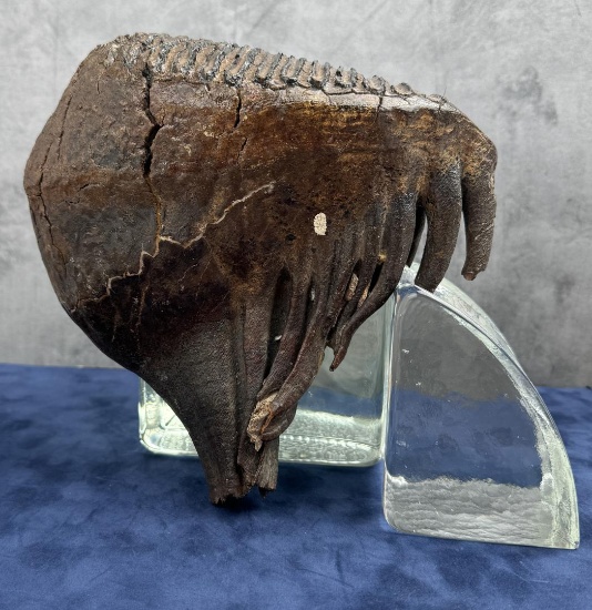 Fossil Mammuthus primigenius Wooly Mammoth Tooth