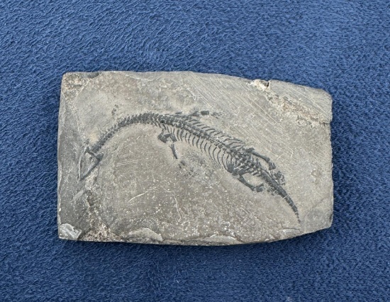 Keichousaurus Chinese Dragon Dinosaur Fossil