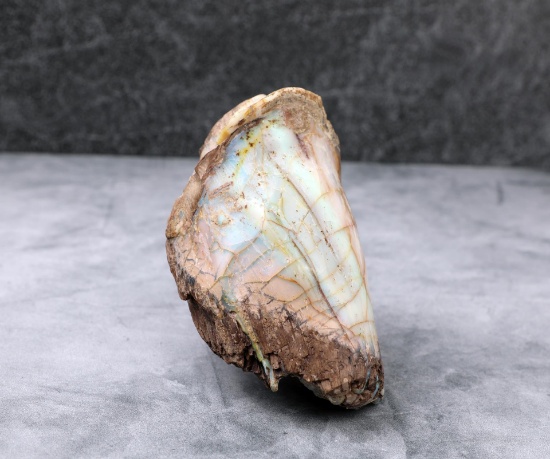 Virgin Valley Nevada Petrified Wood Opal Limb