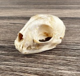 Alaskan Lynx Taxidermy Skull