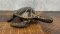 Bronze Sea Turtle Paperweight