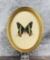 Urania ripheus Sunset Moth In Frame Entomology