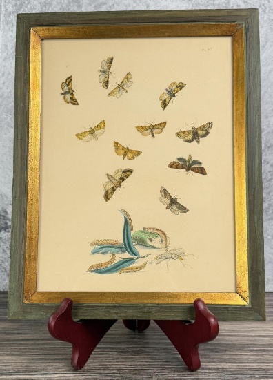 Antique Butterfly Lifecycle Lithograph