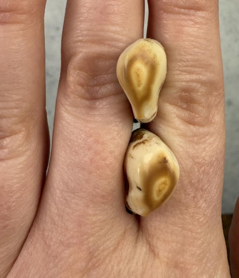 Montana Bull Elk Teeth