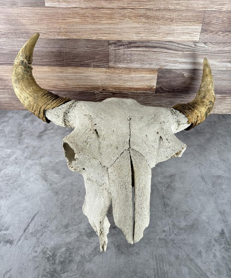 Antique Montana Plains Indian Buffalo Skull