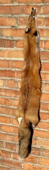 Montana Taxidermy Tanned Red Fox Hide