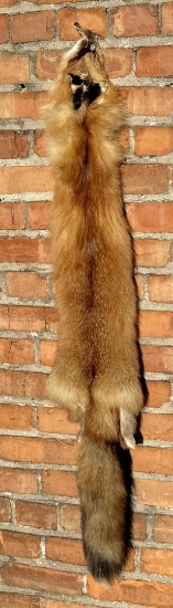 Montana Taxidermy Tanned Red Fox Hide