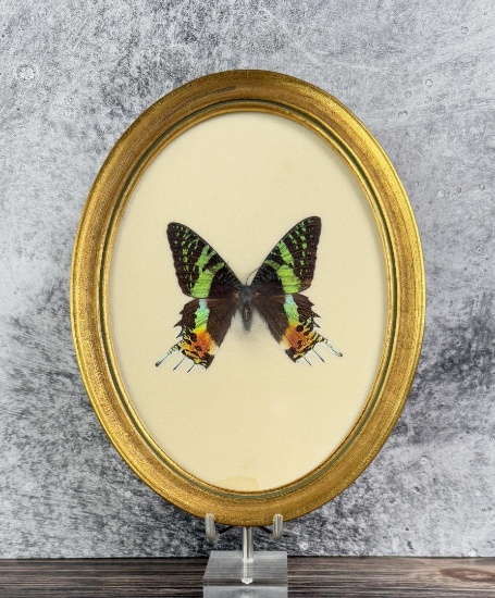 Urania ripheus Sunset Moth In Frame Entomology