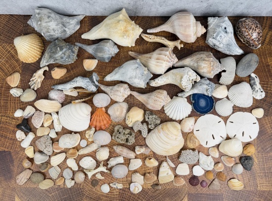 Collection of Seashells