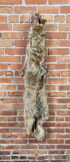 Montana Taxidermy Coyote Pelt Hide
