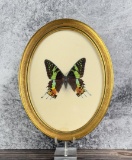 Urania ripheus Sunset Moth In Frame Entomology
