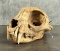 Montana Taxidermy Bobcat Skull