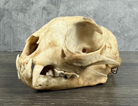 Montana Taxidermy Bobcat Skull