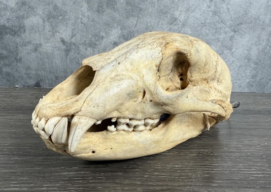 Taxidermy Montana Black Bear Skull