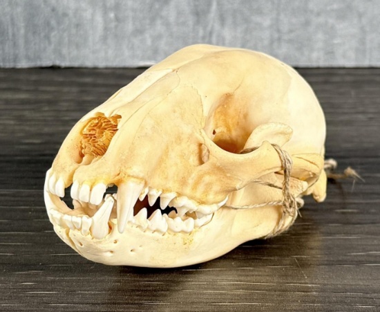 Montana Taxidermy Fox Skull